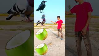 Rounding cut green coconuts to crow, pigeon, parrot & peacock- Birds names magic video