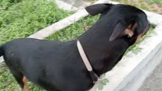 Tambay sa hapon #dog #doglover #youtube