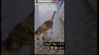 راحت بيهة البزونة خطية