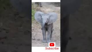 Cute Elephant Baby Dancing and Enjoying #Shorts