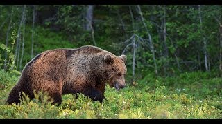 Охота на медведя осенью с лабаза.