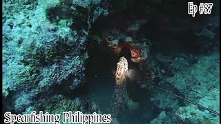 Ep #87 Another grouper fish | Spearfishing Philippines | Daydive | Dalaguete Spearo Vlog