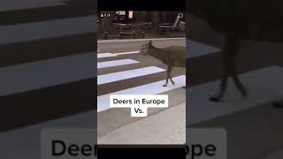 Deers in Europe vs America