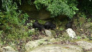 White-lipped Peccaries visit our Cerro Candelaria and Naturetrek Reserves!