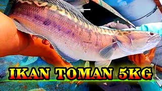 IKAN TOMAN MONSTER 5KG