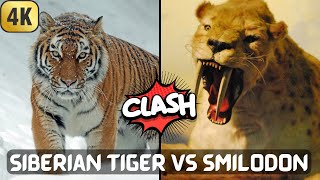 Siberian Tiger vs Smilodon | Clash of Predators