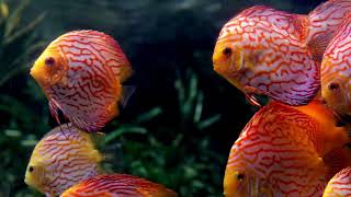 Mesmerizing Exotic Fish | Fish Video