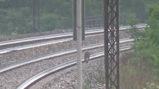 FOX ON THE RAILWAY