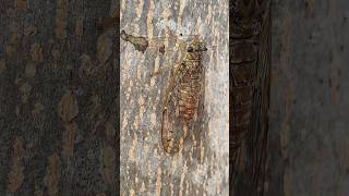 Cận cảnh con ve sầu đang kêu #vesau #muahe #cicada