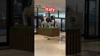 Very famous cow, Italy #trendingshorts #cow #shorts