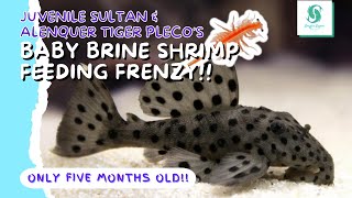 SULTAN PLECO FEEDING!!🎶 "We're the Sultans of... SHRIMP!"🎶 L264 Sultan & L397 Alenquer Tiger Plecos!