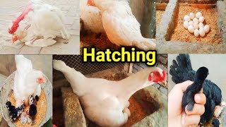 from crossing to laying eggs and then hatching beautiful chicks full informative video | chick hatch