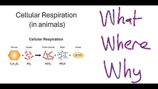 Cellular Respiration - VELS Science