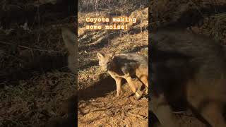 #trap #trapping #coyote #yotes #yt #shorts #youtube #fyi  #foryou