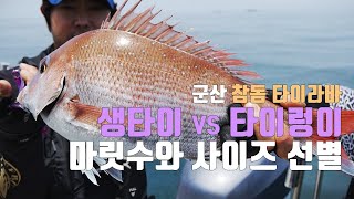 레벨업_2회_생타이 VS 타이렁이_군산 참돔 타이라바 낚시