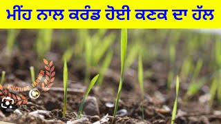 ਮੀਂਹ ਬਾਅਦ ਕਰੰਡ ਹੋਈ ਕਣਕ ਦਾ ਹੱਲ । wheat crop information