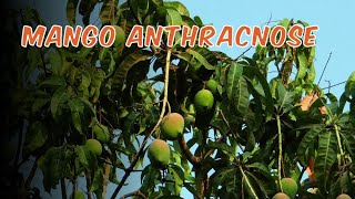 Mango Anthracnose