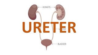 Ureter