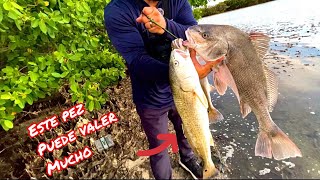 Pescando en Tampa Florida | pez corvina | tambor negro | tambor rojo | pesca de orilla | florida