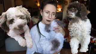 EMOTIONAL Cuddle Clones Unboxing, What Happened to Cocoa, Dog Talk & Getting Tulip - My Poodle Puppy