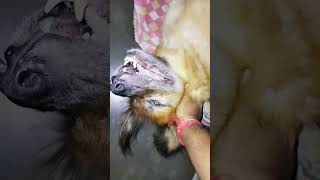 #religion #viral #doglover #vlog