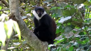 L'Hoest's Monkey in Uganda's Bigodi Swamp