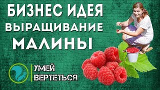 Выращивание малины. Бизнес идея