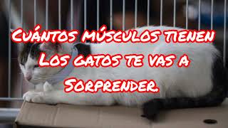 Cuántos músculos tienen los gatos.