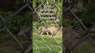 #lobo #lobos #zooanimals #mineapolis #usa