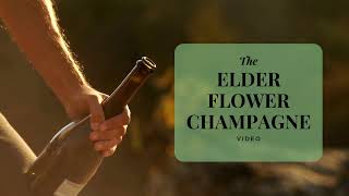 Homemade Elderflower Champagne - How to Make this Fizzy Floral Delight