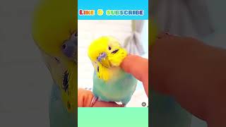 How to pet a budgie #birds #parrot #parakeet #shorts