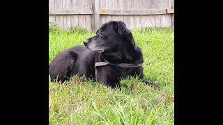 Lolly relaxing outside