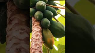 How to tell when a Papaya fruit is ready to be harvested #shorts