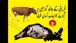 Qurbani Ke Janwar Ko Giranay Ka Asan Tarika | Jamshaid Raza | JR The Versatile | JRTV #bakraeid 2022