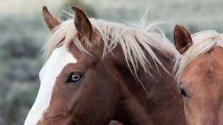 Wild American Mustangs out West 2016 May