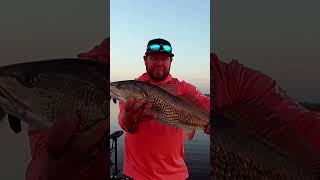 Beautiful #fish #fishing #fyp #fishinglife #outdoors #foryou #viralvideos #reddrum #shorts #redfish