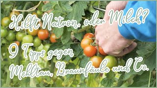 9 Tipps gegen Mehltau, Braunfäule und Co. bei 🥒 Gurken und 🍅 Tomaten 👍 Hilft NATRON, oder MILCH?