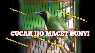 CUCAK IJO GACOR JADI MACET BUNYI ATAU MATUNG ⁉️