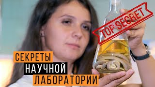 СЕКРЕТЫ научной лаборатории / ЖИВЫЕ и МЕРТВЫЕ змеи /  Змеелов - ученый