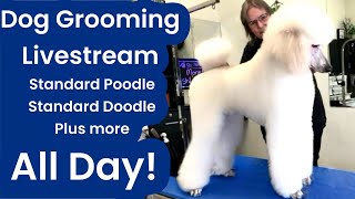 Dog Grooming: Standard Poodle, Schnauzer, Fusion Shih Tzu, Lhasa, Havanese, Cavalier, Large Doodle.