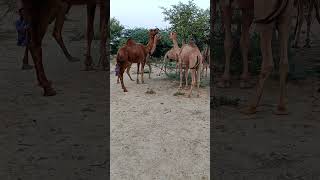 Three or four camels eating the bush in the desert