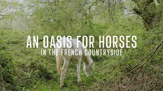 Creating an oasis for horses in the French countryside | Making a river | Working in nature