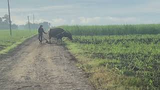 Araro sa Tubohan   Farm life