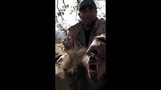 Epic Slow Motion Baboon Hunting Action #shorts