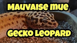 Gecko Leopard mauvaise mue