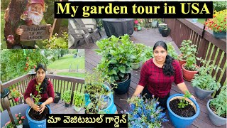 My GARDEN tour||నేను చాలా ఇష్టంగా పెంచుకుoటున్న కూరగాయల & పూల మొక్కలు||Telugu Vlogs from USA