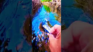 beautiful Nature under water phone