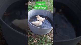 Fun moment: little ducklings are so happy to plung into the water. #short #shorts