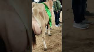 #jersey #breeding #animals #cow #viral #trending #shortvideo