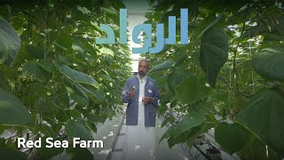 الرواد | مقاطع لم تعرض - Red Sea Farms